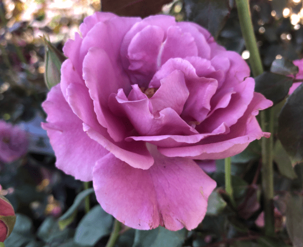 Angel Face rose