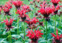 Bee Balm Plant: Growing Monarda Didyma Bee Balm