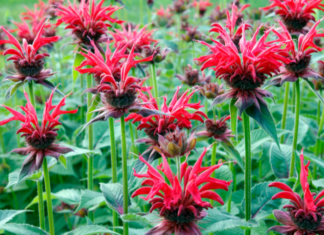 Bee Balm Plant: Growing Monarda Didyma Bee Balm