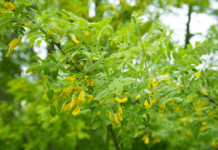 Caragana Pea Tree: Info On Weeping Peatree And Caragana Caragana Pea Tree