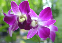 Growing Dendrobium Orchids Dendrobium Orchids