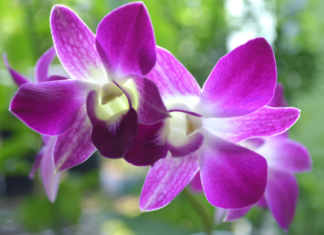 Growing Dendrobium Orchids Dendrobium Orchids