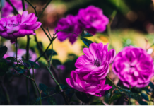 Floribunda Rose History, Top 3 Great Varieties Floribunda Roses