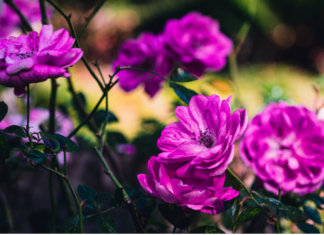 Floribunda Rose History, Top 3 Great Varieties Floribunda Roses