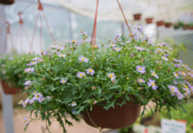 Top 7 Hanging Planters Indoor For 2022 Hanging Planter