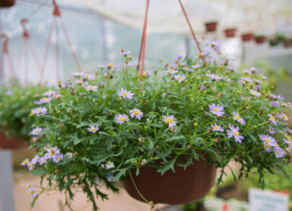 Top 7 Hanging Planters Indoor For 2022 Hanging Planter