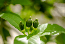 Meyer Lemon Growing: Green Lemon, Ripe Or? Meyer Lemon