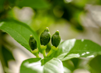 Meyer Lemon Growing: Green Lemon, Ripe Or? Meyer Lemon