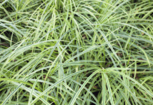 Monkey Grass: Creating A Monster Using Monkey Grass Monkey Grass