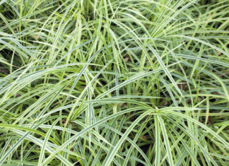 Monkey Grass: Creating A Monster Using Monkey Grass Monkey Grass