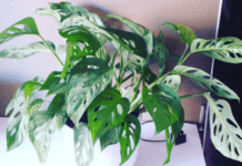 Would You Pay $3,000 For A House Plant? Why Monstera Adansonii? Monstera adansonii