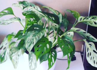 Would You Pay $3,000 For A House Plant? Why Monstera Adansonii? Monstera adansonii