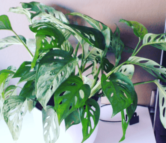 Would You Pay $3,000 For A House Plant? Why Monstera Adansonii? Monstera adansonii