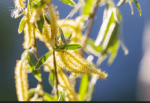 Pussy Willow Tree: Care And Growing Pussy Willows Pussy Willow