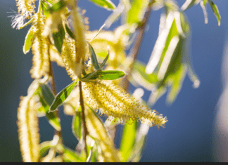 Pussy Willow Tree: Care And Growing Pussy Willows Pussy Willow