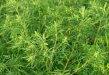 Ragweed Allergy: Ragweed Source Of Suffering Ragweed