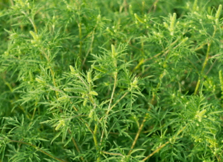 Ragweed Allergy: Ragweed Source Of Suffering Ragweed