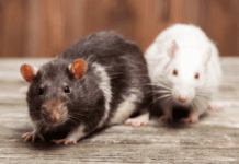 Rat Vs Mice: Difference Between Rats and Mice Rat Vs Mice