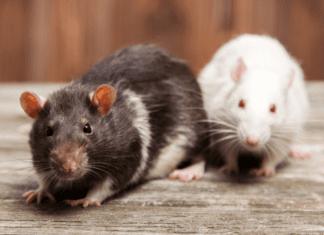 Rat Vs Mice: Difference Between Rats and Mice Rat Vs Mice