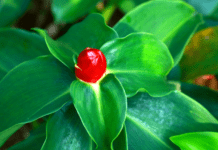 Red Button Ginger A Versatile Plant: Full Plant Profile Red Button Ginger