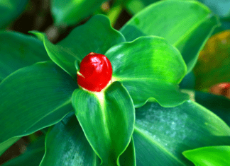 Red Button Ginger A Versatile Plant: Full Plant Profile Red Button Ginger