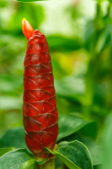 Red Button Ginger Plant