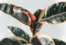 Rubber Tree Plants: Ficus Elastica Melany Care Tips Rubber Tree Plant