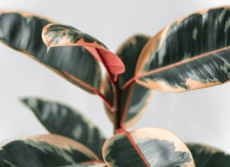 Rubber Tree Plants: Ficus Elastica Melany Care Tips Rubber Tree Plant