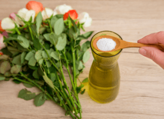 5 Key Steps To Keep Cut Flowers Fresh Longer Steps To Keep Cut Flowers Fresh Longer