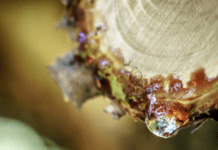 How To Get Rid of Tree Sap on Your Car: 6 Steps Sap Removal Instruction Tree Sap