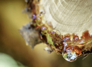 How To Get Rid of Tree Sap on Your Car: 6 Steps Sap Removal Instruction Tree Sap