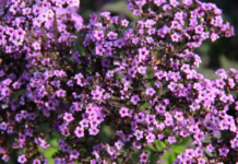 Verbena Bonariensis: The Purple Top Verbena Verbena Bonariensis