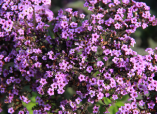 Verbena Bonariensis: The Purple Top Verbena Verbena Bonariensis