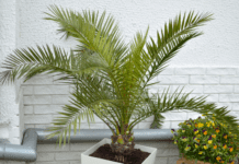 Majesty Palm: How To Grow And Care For A Majestic Palm majesty palm
