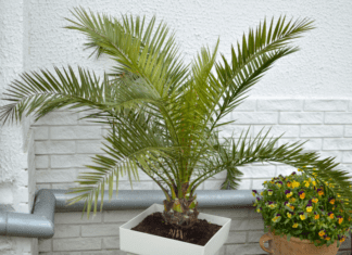Majesty Palm: How To Grow And Care For A Majestic Palm majesty palm