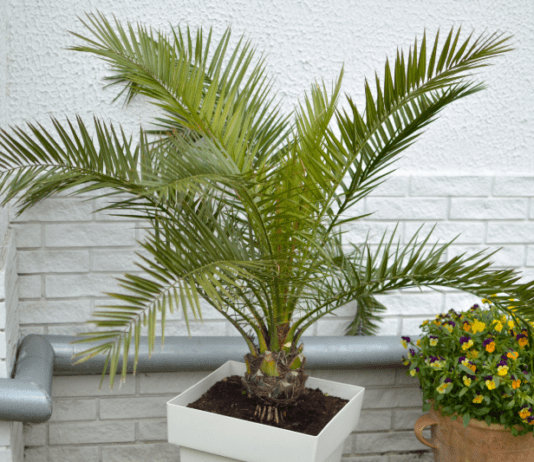 Majesty Palm: How To Grow And Care For A Majestic Palm majesty palm