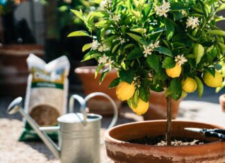 Meyer Lemon Tree Care: Grow Juicy Lemons in Pots or Outdoors Meyer lemon tree growing in a large patio container with yellow fruit and white blossoms