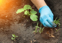 Weeding Your Garden With 5 Effective Ways For Free weeding
