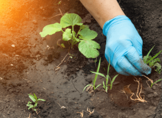 Weeding Your Garden With 5 Effective Ways For Free weeding