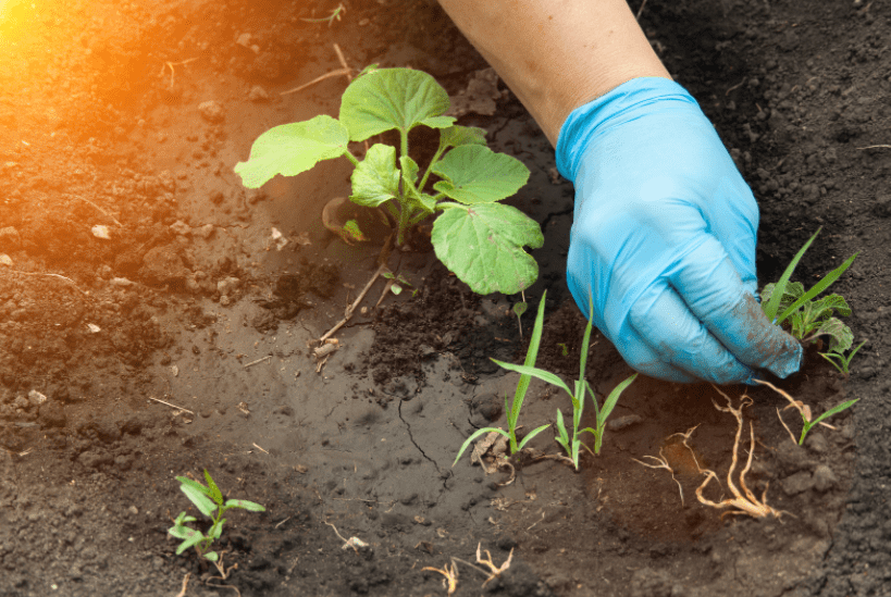 Weeding Your Garden