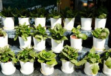 How To Start The 14 Easiest Houseplants: You Can Buy Online With Less Than $100 14 Easiest Houseplants