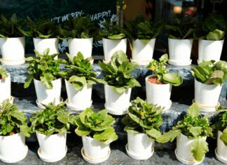 How To Start The 14 Easiest Houseplants: You Can Buy Online With Less Than $100 14 Easiest Houseplants