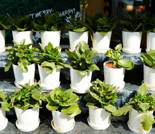 How To Start The 14 Easiest Houseplants: You Can Buy Online With Less Than $100 14 Easiest Houseplants
