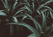 Aloe Vera Plants: How To Make Your Own Magic Aloe Vera Shampoo Aloe Vera Plants