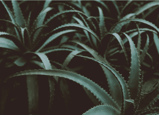 Aloe Vera Plants: How To Make Your Own Magic Aloe Vera Shampoo Aloe Vera Plants