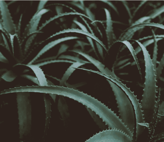 Aloe Vera Plants: How To Make Your Own Magic Aloe Vera Shampoo Aloe Vera Plants