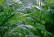Areca Palm: 2 Easy Methods Of Propagating Areca Palm