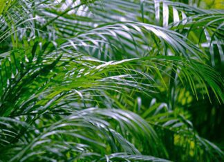 Areca Palm: 2 Easy Methods Of Propagating Areca Palm