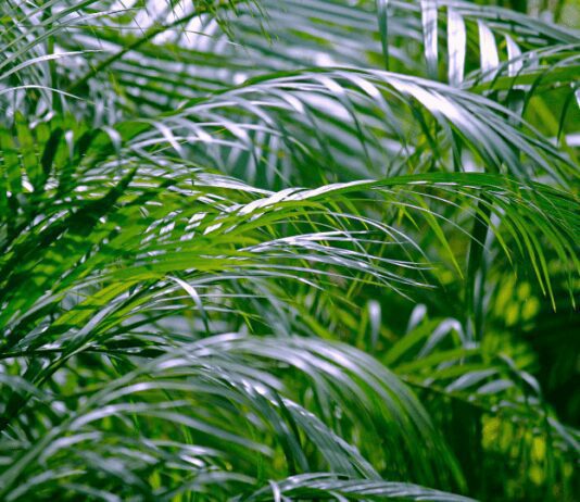 Areca Palm: 2 Easy Methods Of Propagating Areca Palm