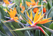 Bird Of Paradise: Strelitzia Reginae Propagation Bird Of Paradise